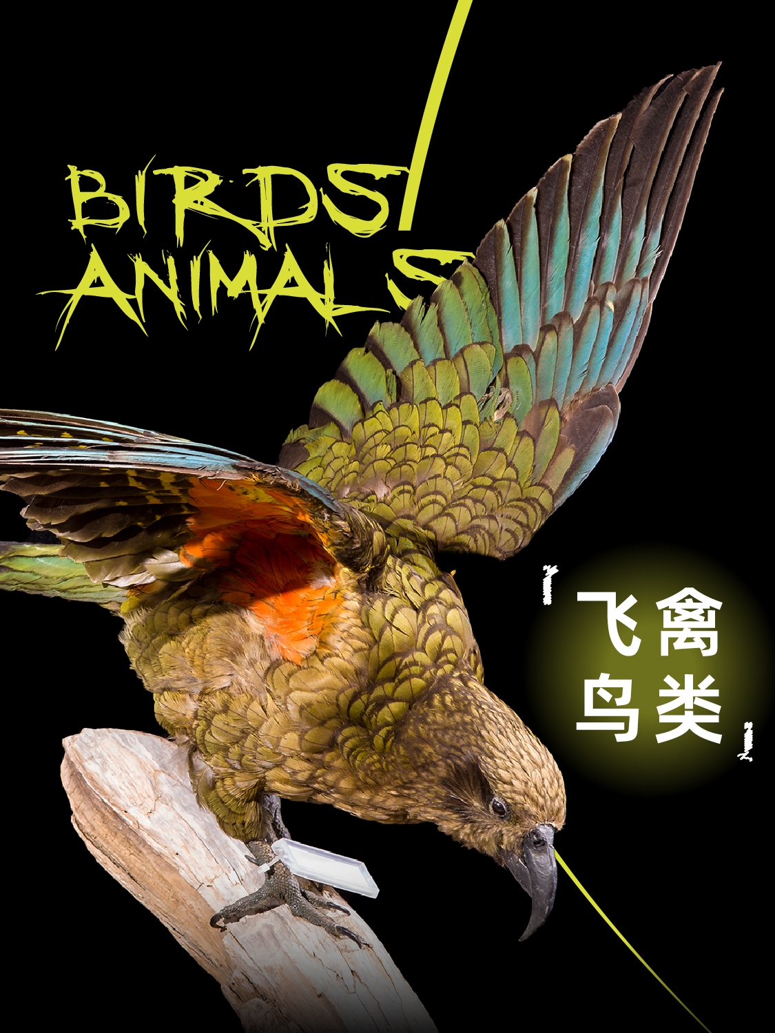 【北京站】《你好！神奇动物》珍稀动物生态展